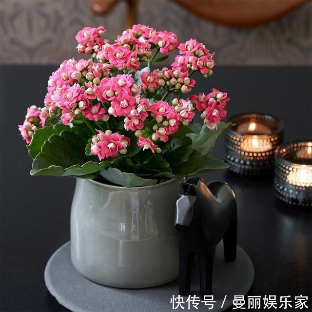 长寿花|长寿花夏天“不行了”，狠心修剪轻松过夏，初秋冒侧芽开始长花苞