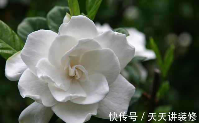 扦插|趁热快进行扦插，以下花扦插正当时，养护到位，生根发芽没问题