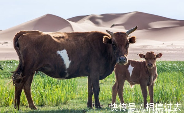 锦鲤|8月底属牛、属狗、属虎顺势提点，先苦后甜，大器晚成，锦鲤翻身