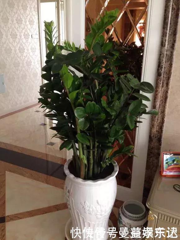 事业|家里3种花，镇宅旺事业，养的人越来越多了，看看你家有没有？