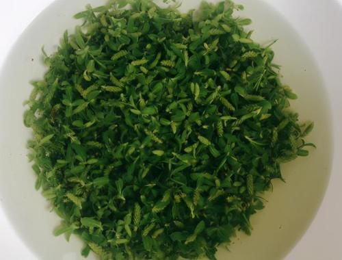 春天的这菜是个宝，马路边摘一袋子，炒鸡蛋蒸着吃都行，特鲜