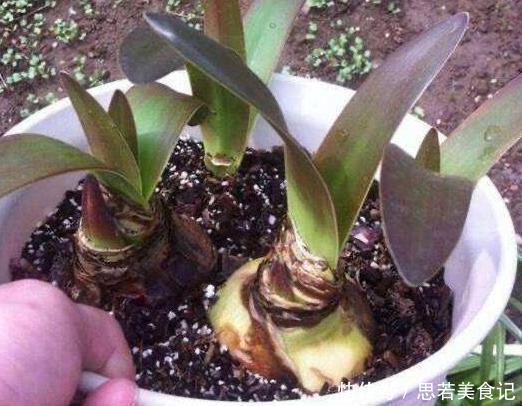 北方夏季温度高，盆栽养花就栽种它们，能一茬接一茬砰砰开花