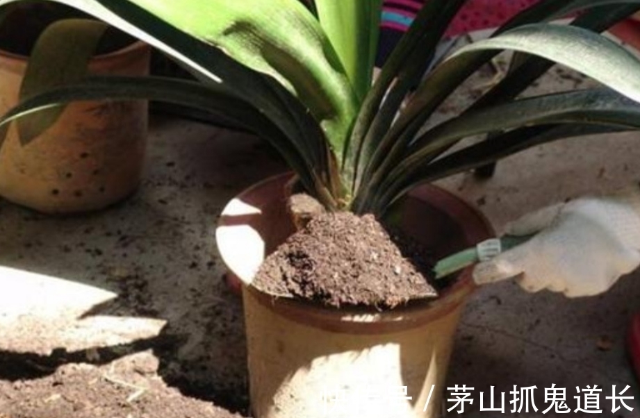 花卉换盆,让很多人忽视的“3个小细节”,处理不好,后期出问题