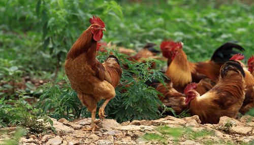 毛豆|三伏天爱流汗,别光喝水,6种食物含“钾”高要多吃,安稳过夏天
