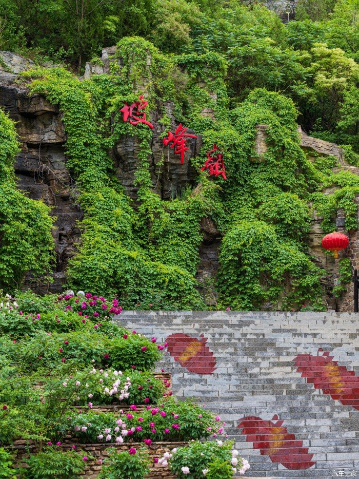 粉红|【郊野行摄】春风拂面，黄栌花开---雨中游京西幽岚山