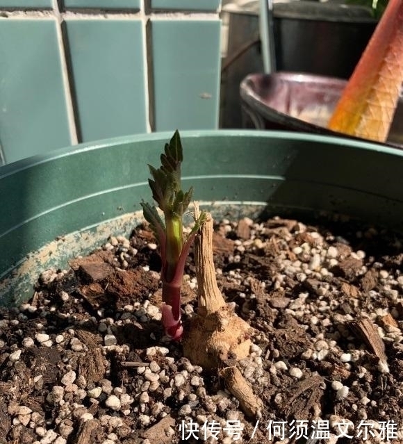 花盆|这2种花很漂亮，但是不能盆栽，千万别种错了，种到盆里不开花
