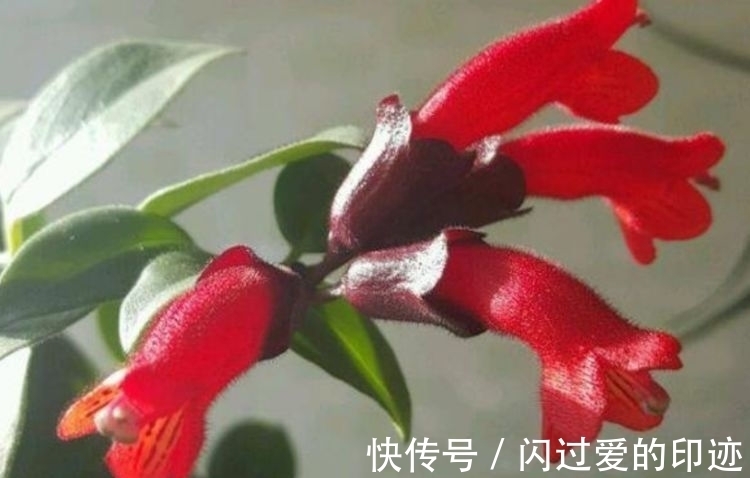 此款植物,一年多次开花,花期超半年,花多易爆盆,优雅多态