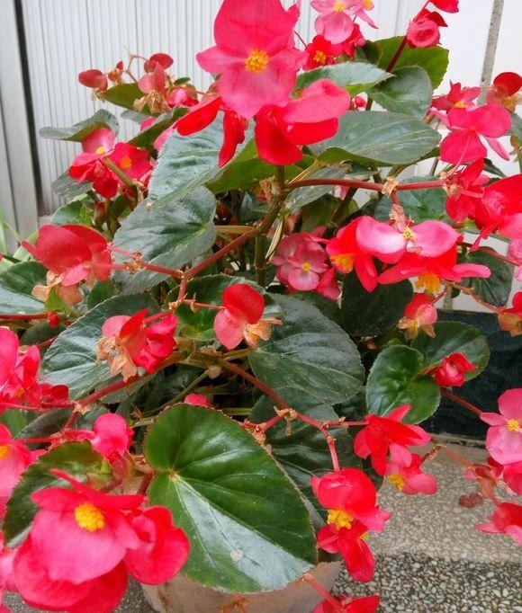 养四季海棠,可水插也可土插,2周长根,3个月长一大盆,不停开花