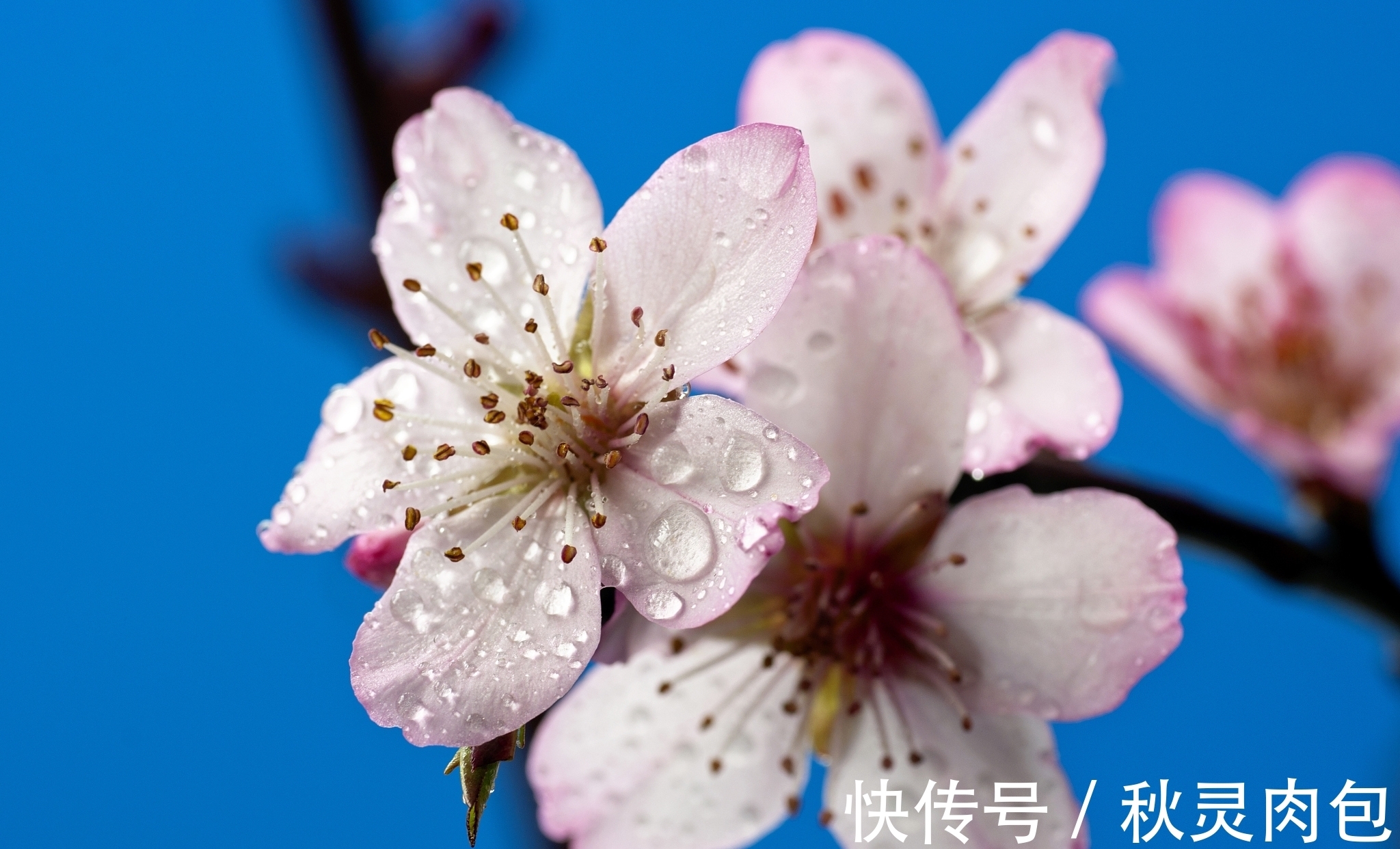 小楼!春雨清新诗词五首:沾衣欲湿杏花雨,吹面不寒杨柳风