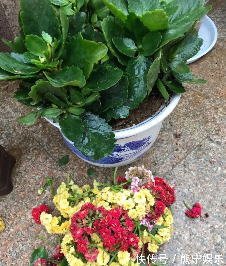 这花开完叶子就变皱赶紧修剪、施肥,不然长不大!