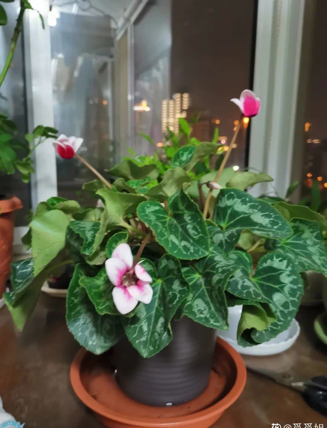 蝴蝶兰开花不是一次性,花后剪一剪,还能继续开花