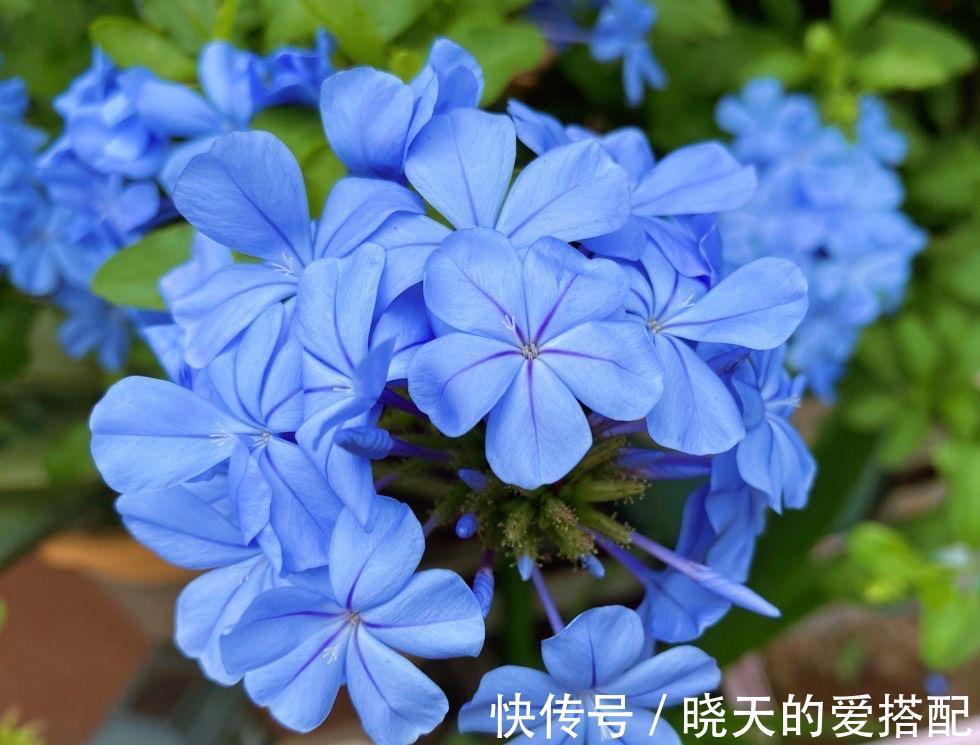 养分|让蓝雪花秋天开花更多的2个方法,不要舍不得,要辣手摧花