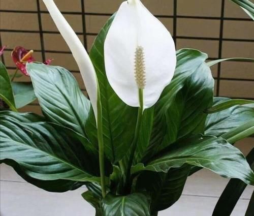 5种耐阴花，最怕太阳晒，夏天来临之前要转移