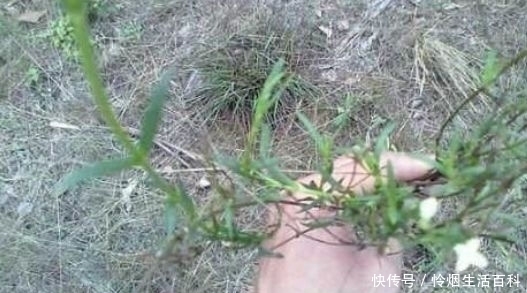 能卖|乡村地里一种“黄金草”,一两能卖100元,若是遇见请珍惜!