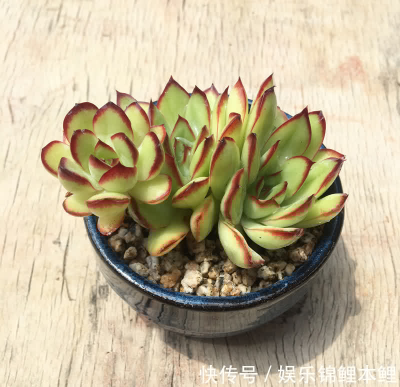 什么时候给多肉浇水合适?参考这3点,找出动手最佳时机