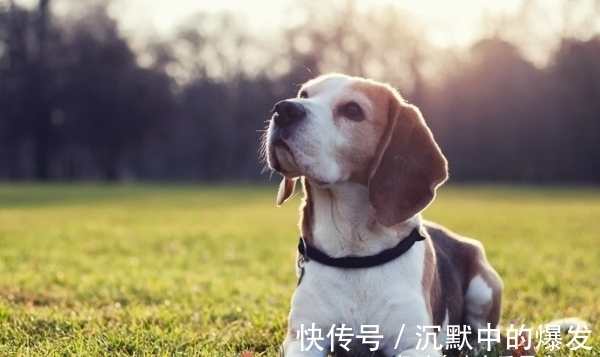 财富|惹不起生肖狗、生肖猪、生肖虎，10月财富堆山积海，事业咸鱼翻身