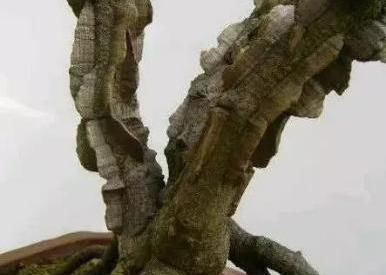 很好辨认的1种藤本植物,别轻易触碰,却是制作盆景的优良素材