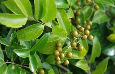 腰腿|一个千古止痛名方，6味药，腰不突了，腿不痛了，老风湿也拜拜了