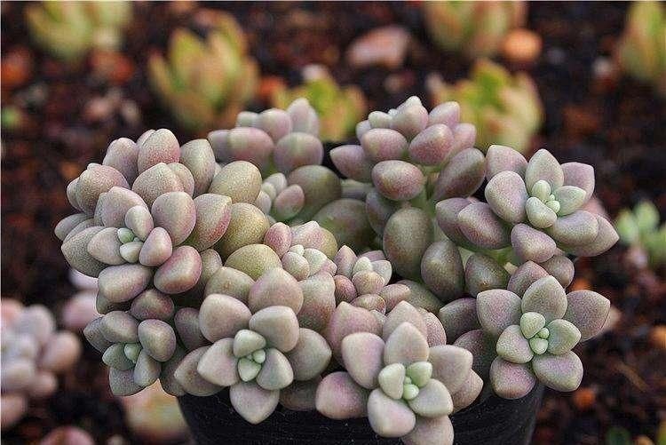 植株|这几种奶萌奶萌的治愈系小巧多肉,你家里有吗