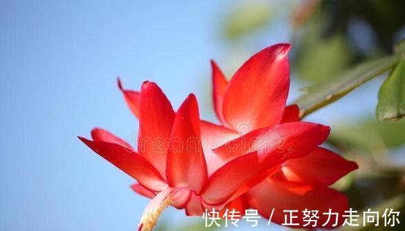 蟹爪兰开花后,赶紧做5件事,又会开成“大花球”