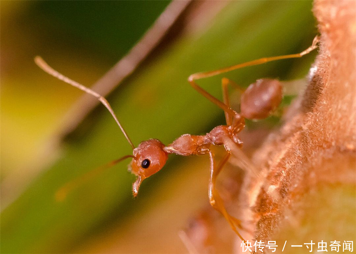 红火蚁食蚁兽