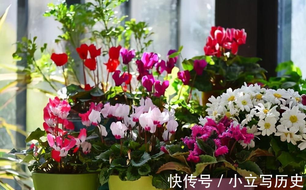 天冷了,15种漂亮花喜欢“大太阳”,多晒长得壮,花更多