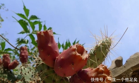仙人掌|这个带刺植物结出来的果实居然可以吃,完全震惊!
