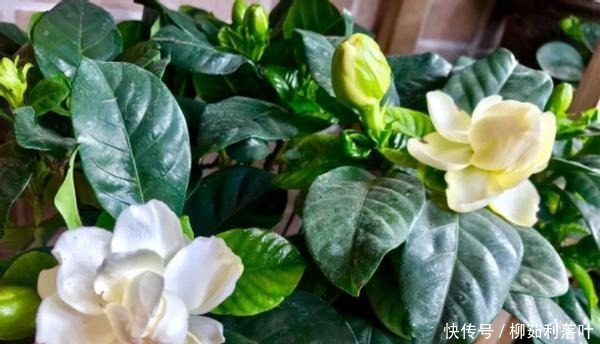 这2样厨余垃圾拿来养花,既能养叶又能强根催花