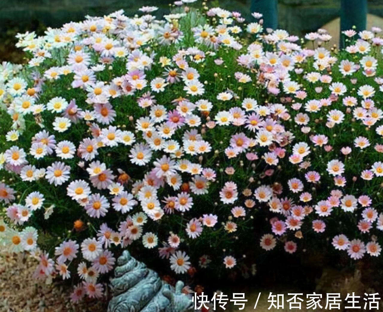 农历九月十八霜降后,养什么花?家里养3种花,平安喜乐幸福快乐