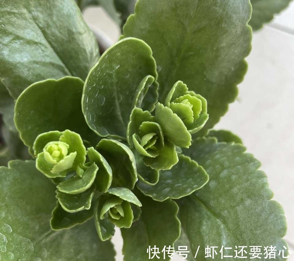 秋天养长寿花，二多做一少做，年底不但有花看，还能爆盆！