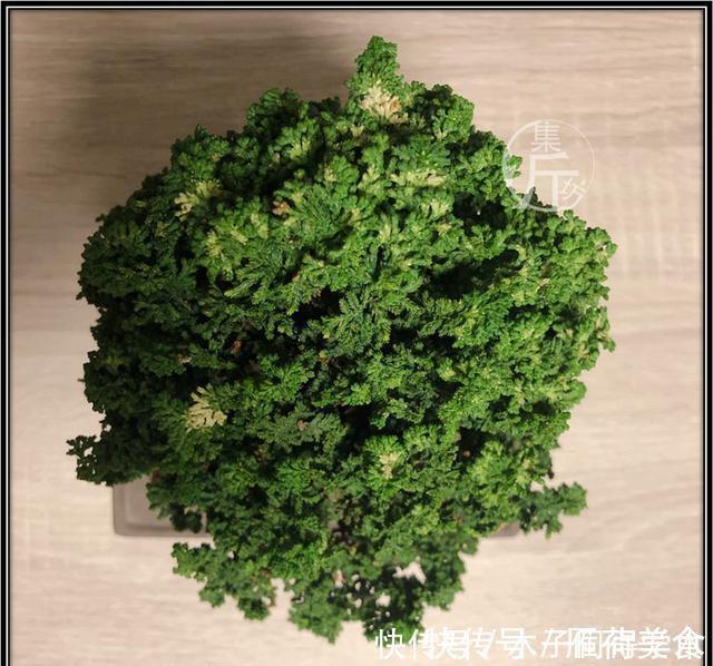 绿海听涛,“桧柏化石”石化桧盆景的养护与创作