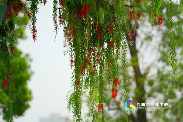 花开好了！来高明，等你～