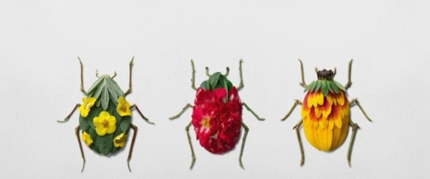 花卉&他拿花瓣、树叶随便一剪一贴就卖23万!网友:买过的人都说“值”