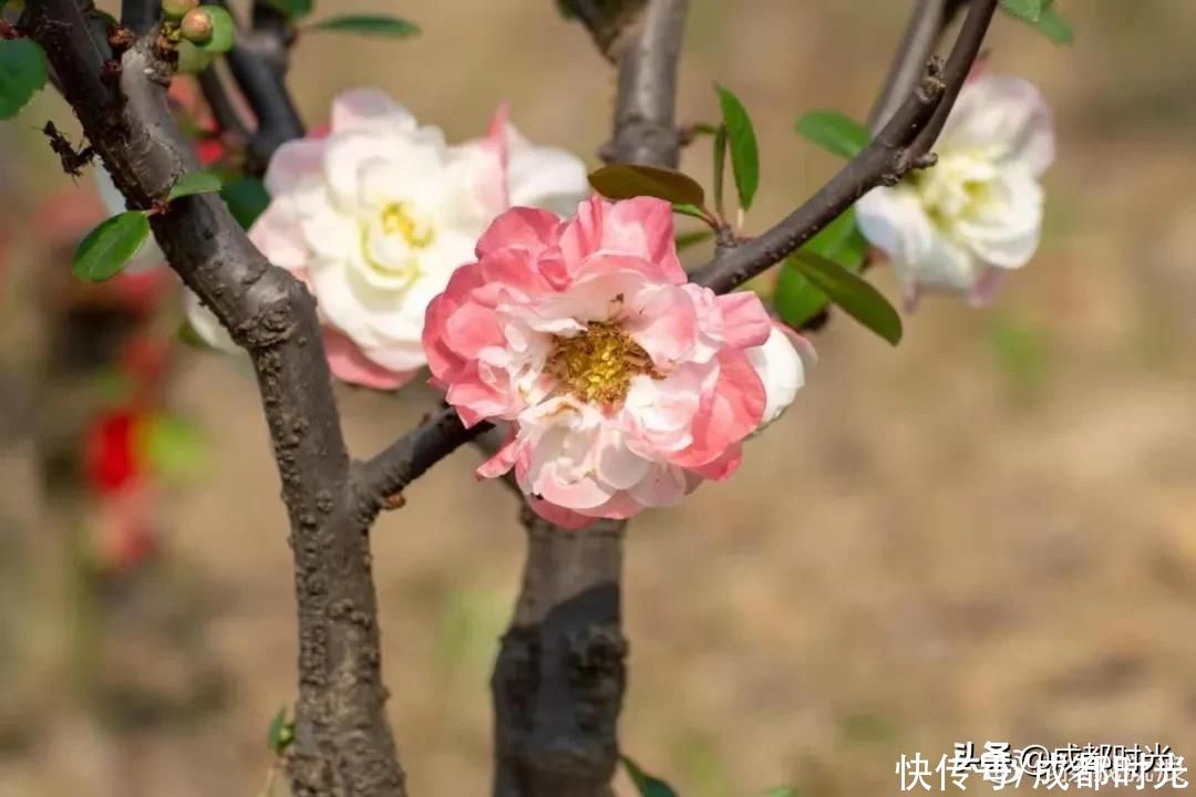 成都千亩海棠、数百亩梅林满树繁花似锦 约吗?