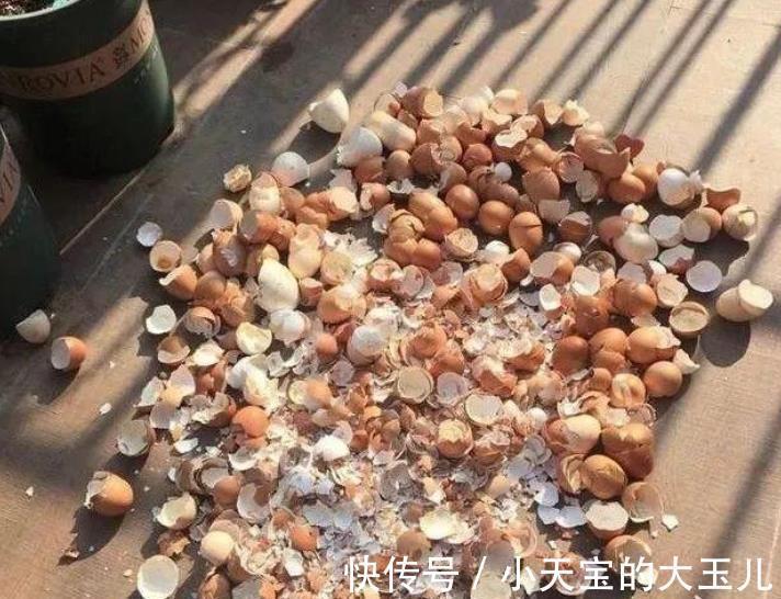 想要长寿花花苞多?家里2种垃圾不要丢,掺在盆里开花爆盆