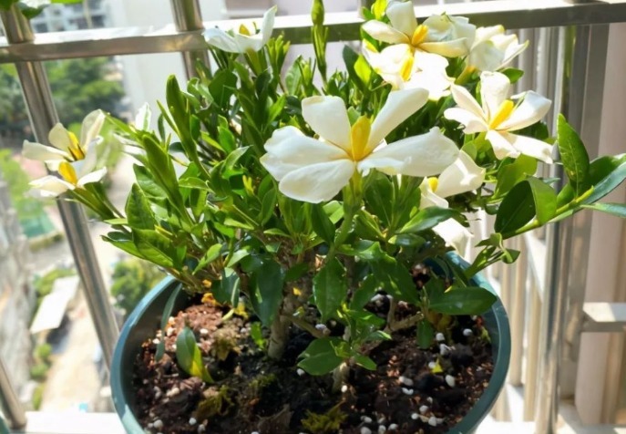 夏天养这3种花得多晒太阳,不遮阴植株才长得旺,叶绿根壮花多