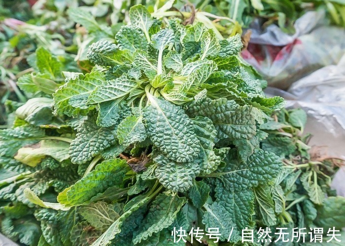 野草|农村野外常见的一种野草,叶子皱皱巴巴,却不知是名贵的七星草