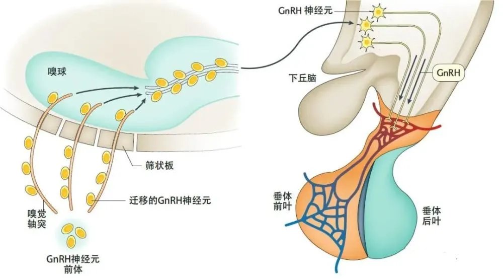 内分泌科|女孩太“man”，男孩太“娘”，可能是这种罕见病导致的！青春期孩子的家长尤其要注意