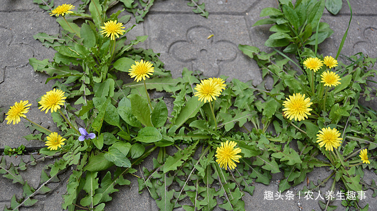 农村|农村不起眼的野草,浑身是宝,号称肝的“清洗剂”,现在吃正当季