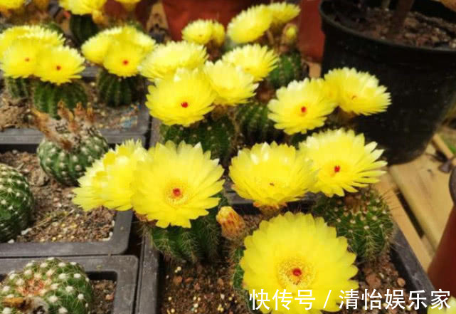 仙人掌|“3种花”最适合懒人养,1个月不浇水,越长越旺,开出漂亮的花朵