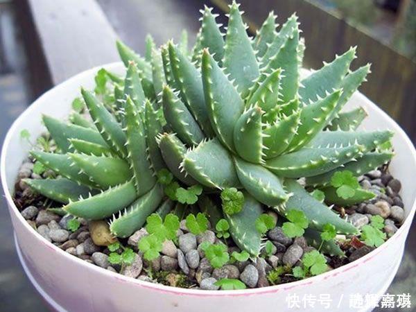 养芦荟记住此2点,叶片肉厚发光,嫩芽多的挤裂花盆
