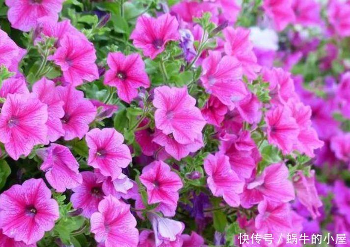 这几款小花,便宜又好养,浇水就疯长,开花爆盆很容易