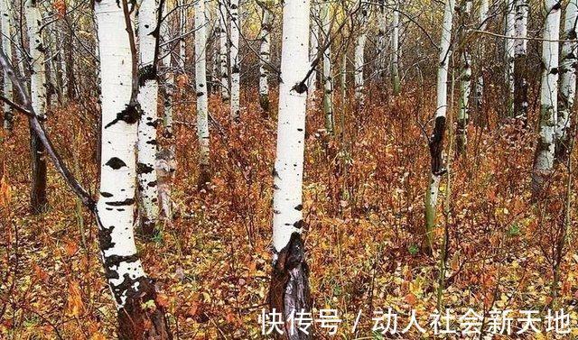 脑部|脑部年龄测试：10秒内找到图片中的狼，大脑还很年轻