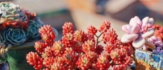 3种多肉,天热少浇水,养护成“老桩”,欣赏价值高