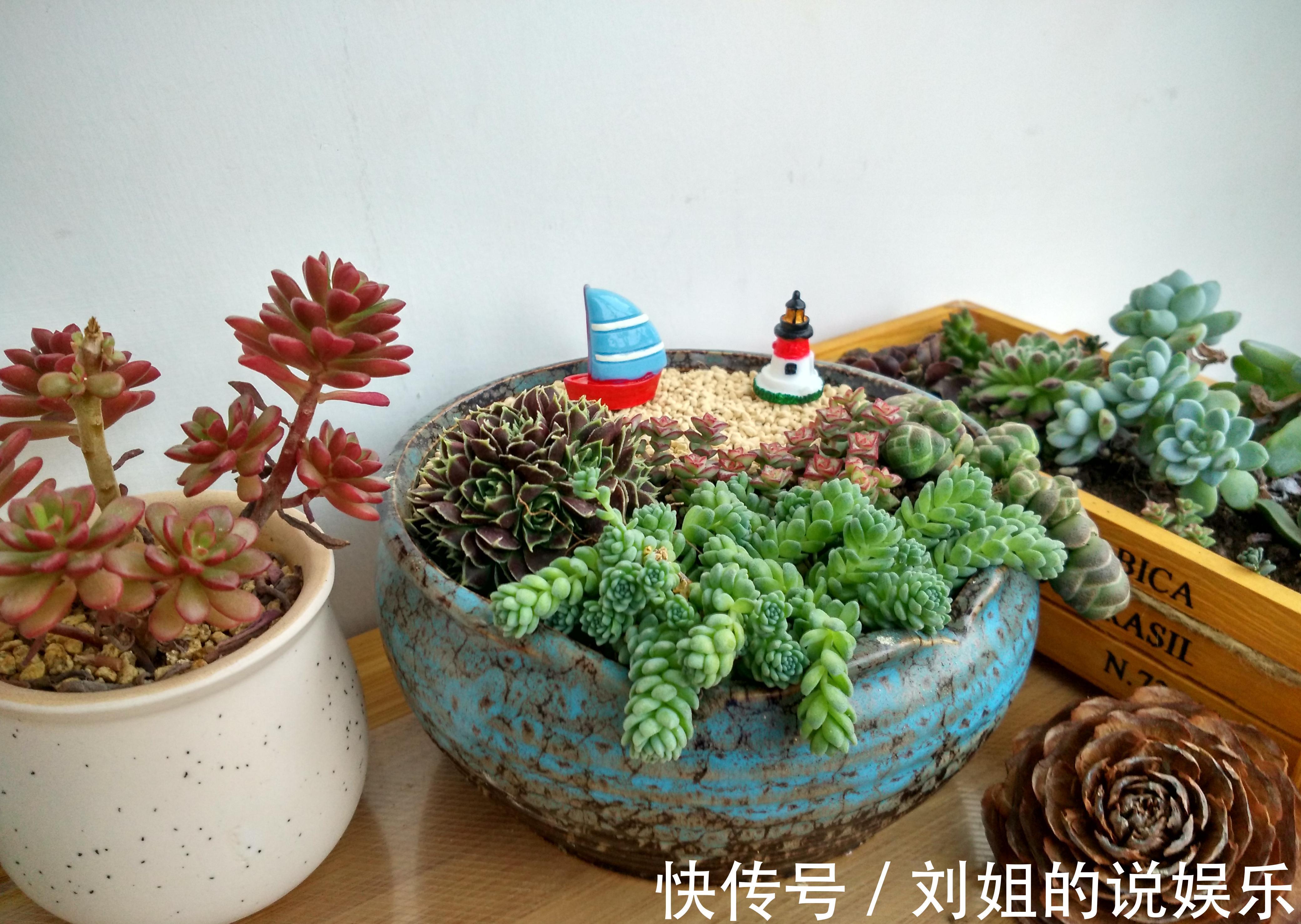 怎样让您的多肉尽快度过危险的服盆期