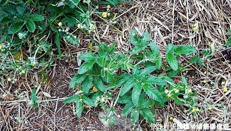 人参|根似人参却不是“参”,长在农村过去常忽视,如今20元一斤