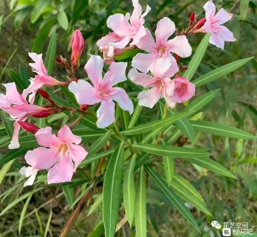 室内养花“黑名单列表”,早该搬出去,还你干净卫生的空气