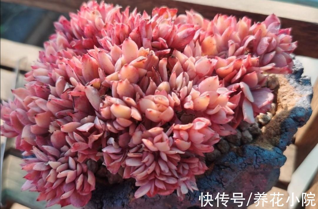 施肥|天凉了,给多肉做好3件事,让它变得绚丽多姿