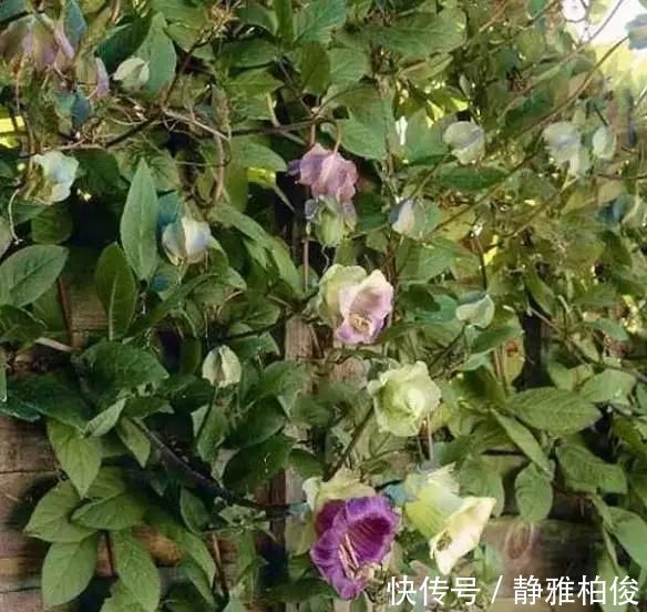 养护|这5种花种在家里一不小心就变成了花海
