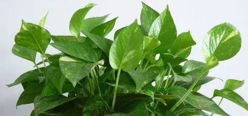 夏天|夏天给植物来个鸡蛋,疯狂爆盆,叶子绿到流油